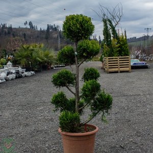 Cyprusovec leylandský (Cupressocyparis leylandii) ´CASTLEWELLAND GOLD´(-18 °C) - POMPONS - výška 90-110cm; kont. C18L